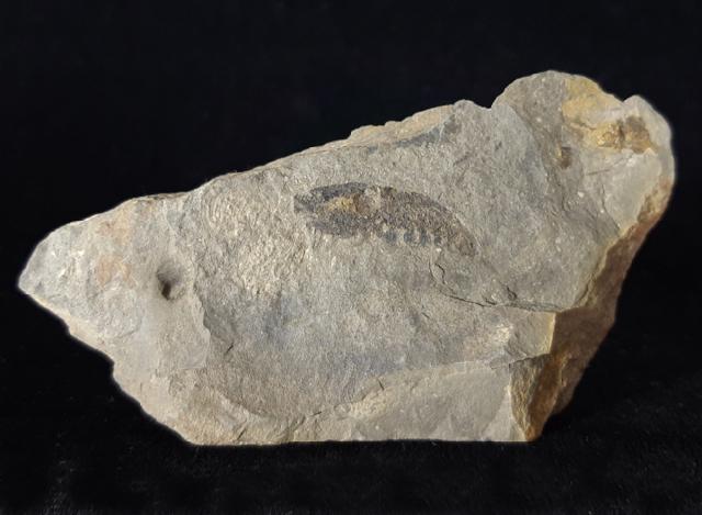 Pennaeus sp. FABRICIUS 1798 - Bild © FossNet FossilienStore